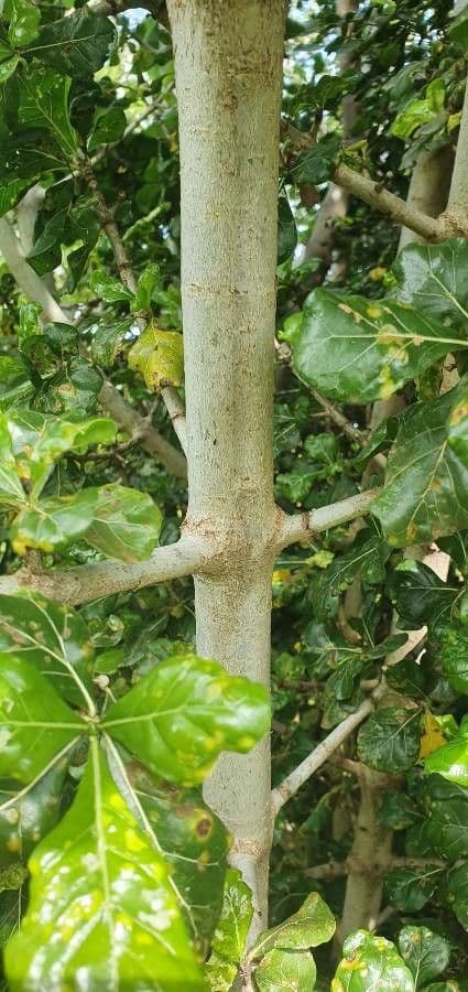 Gardenia Volkensa 17