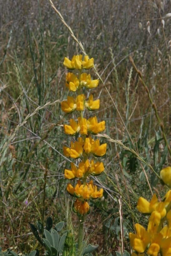 Łubin cytrynowy 2