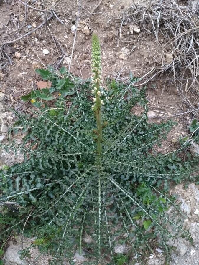Reseda bianca 13
