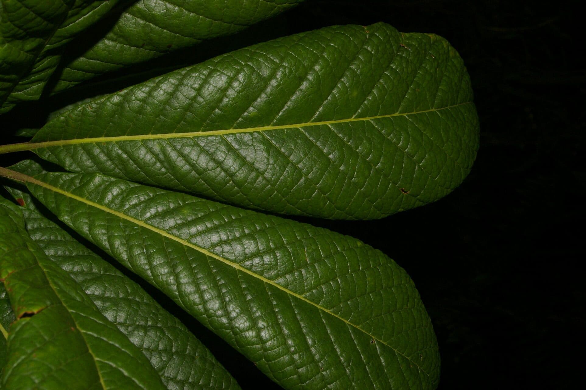 Pouteria 8