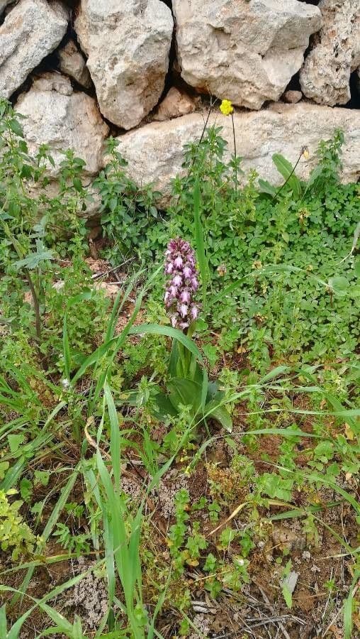 Orchide maggiore 12
