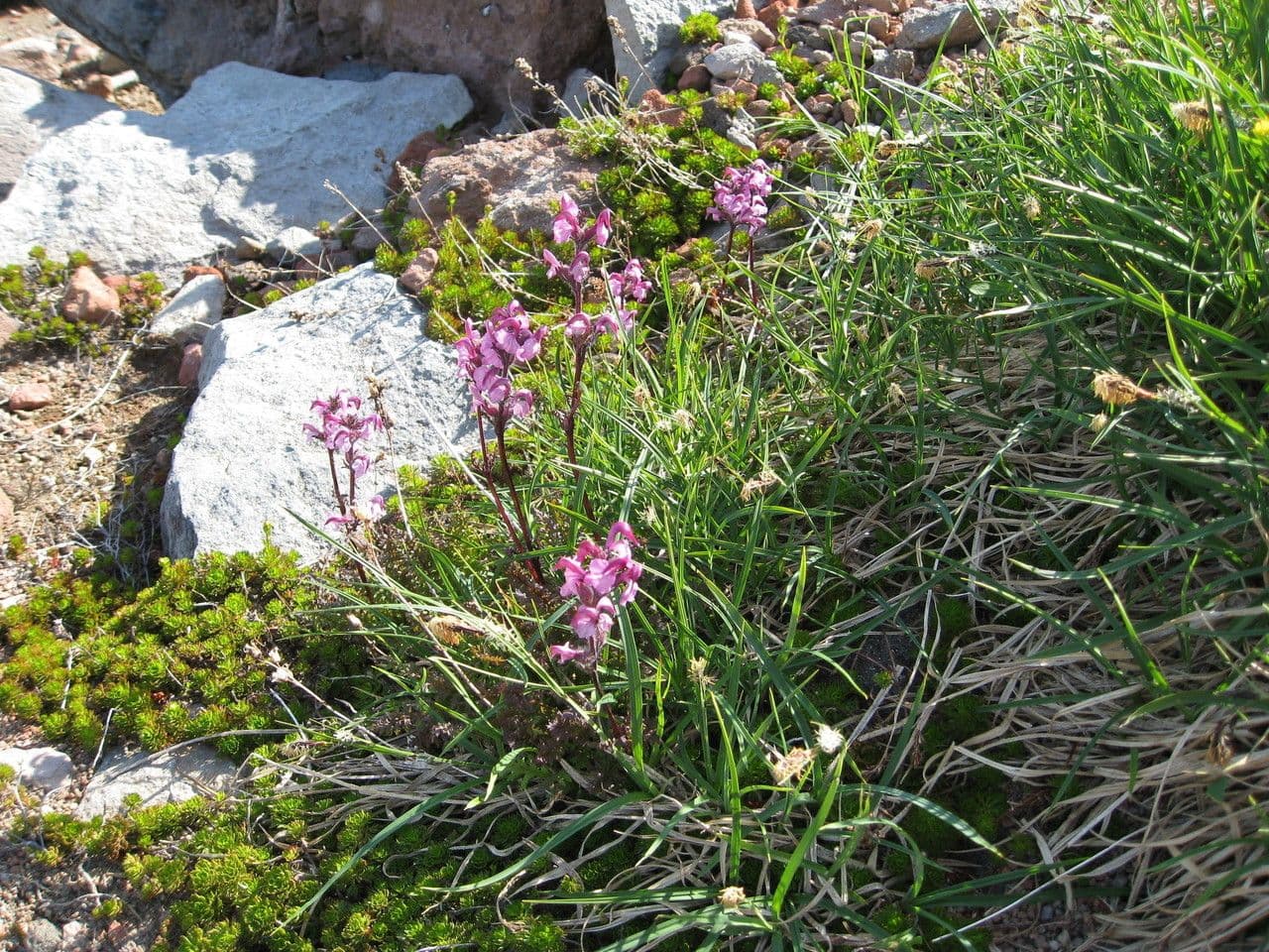 Pediculare 5