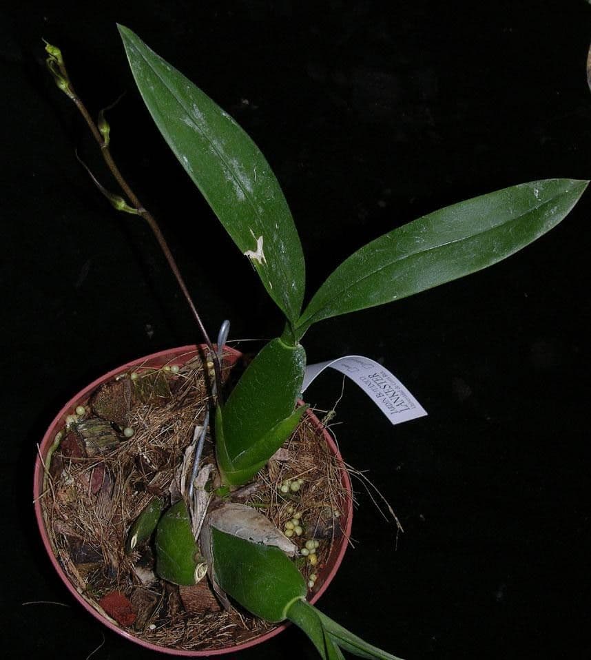 Brassia 22