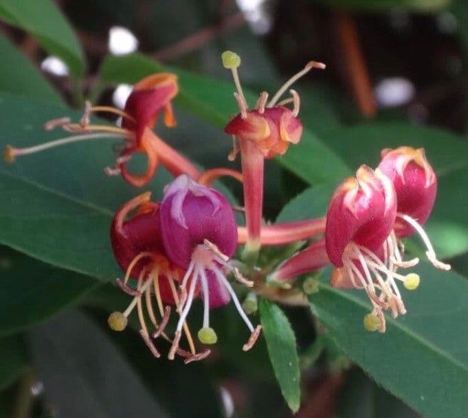 Caprifoglio acuminato 7