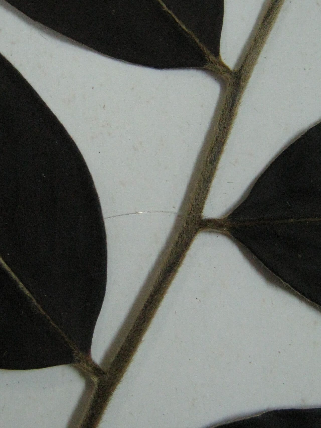 Diospiro sericeo 3