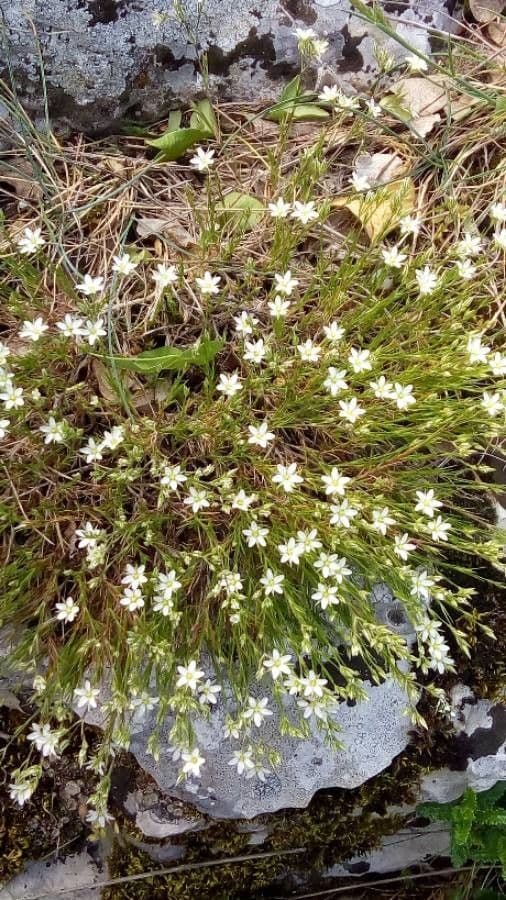 Minuartia recurva 14