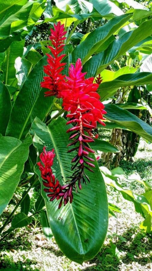 Zázvor purpurový 8