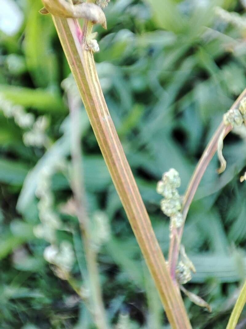 Atreplice erba-corona 23
