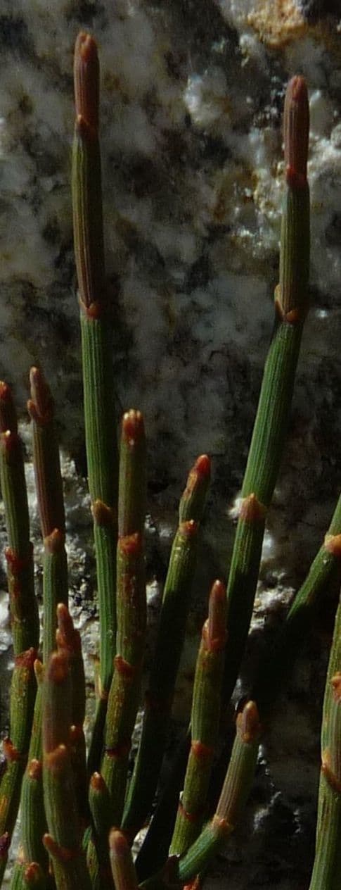 Efedra 10