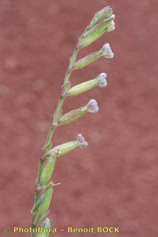 Mediterranean catchfly 26