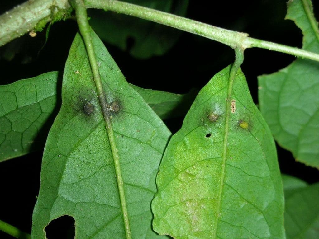 Bunchosia 11