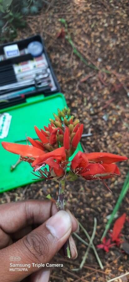 Eritrina variegata 6