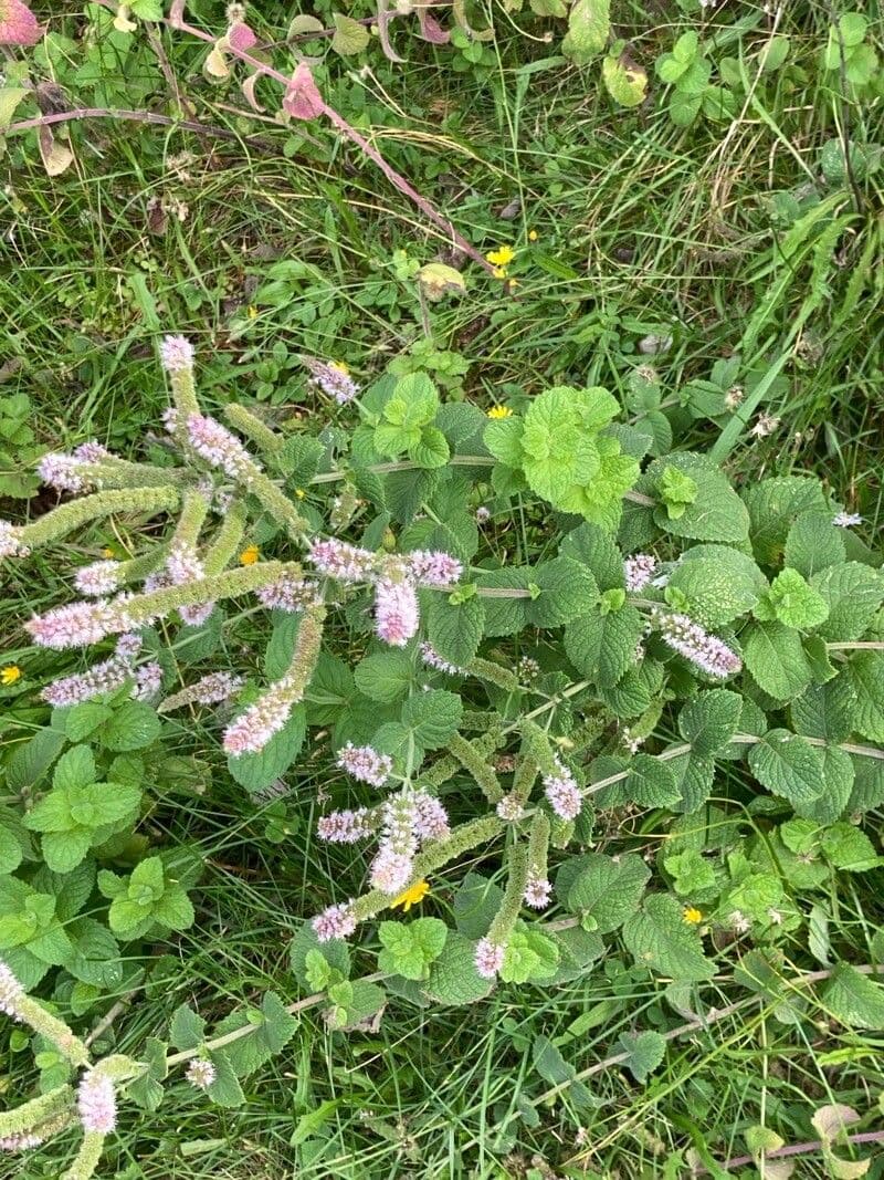 Menta villosa 3
