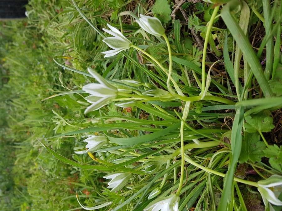 Ornithogale branchu 23