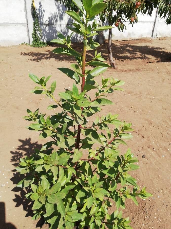 Myoporum laetum 26