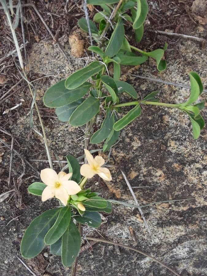 Barleria 17