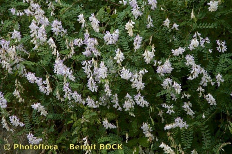 Vesce des bois 23