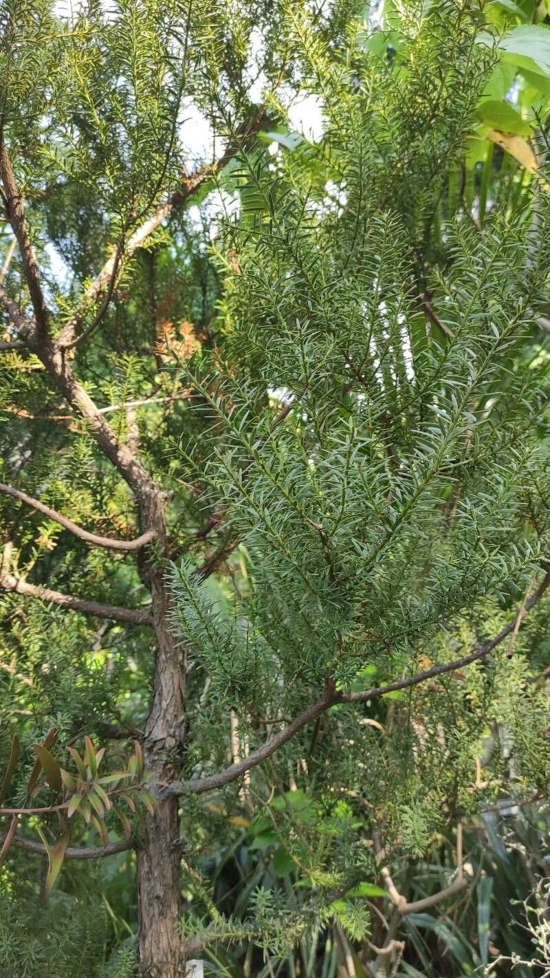 Podocarpus totara 2