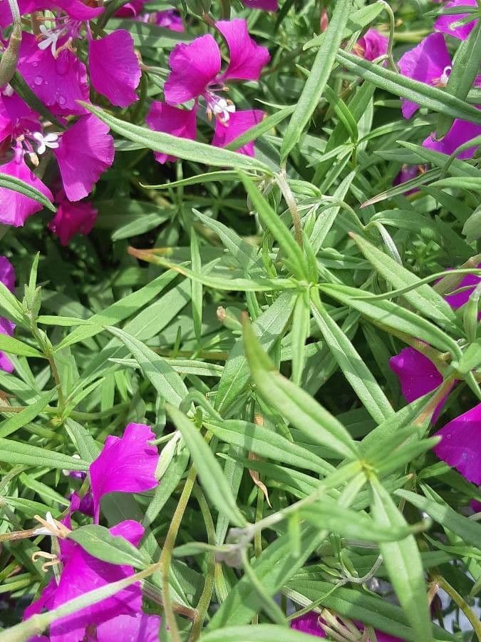 Schöne Clarkia 11