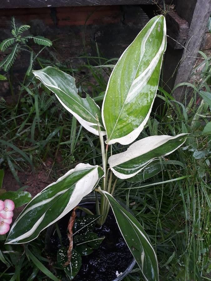 Maranta 17