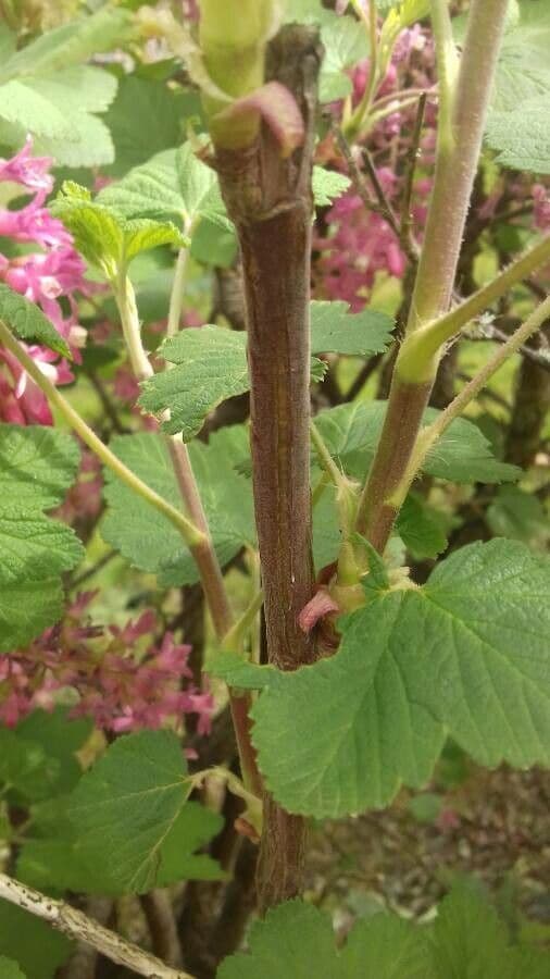 Ribes a fiori 23