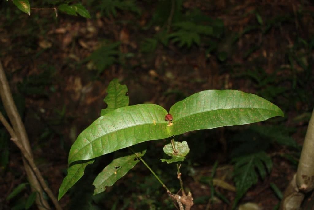 Ixora 2