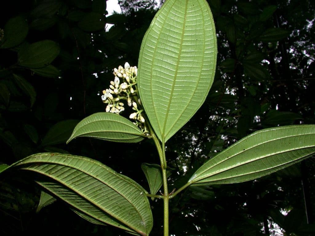 Miconia cooperi 14