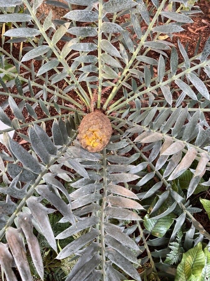 Encephalartos 5