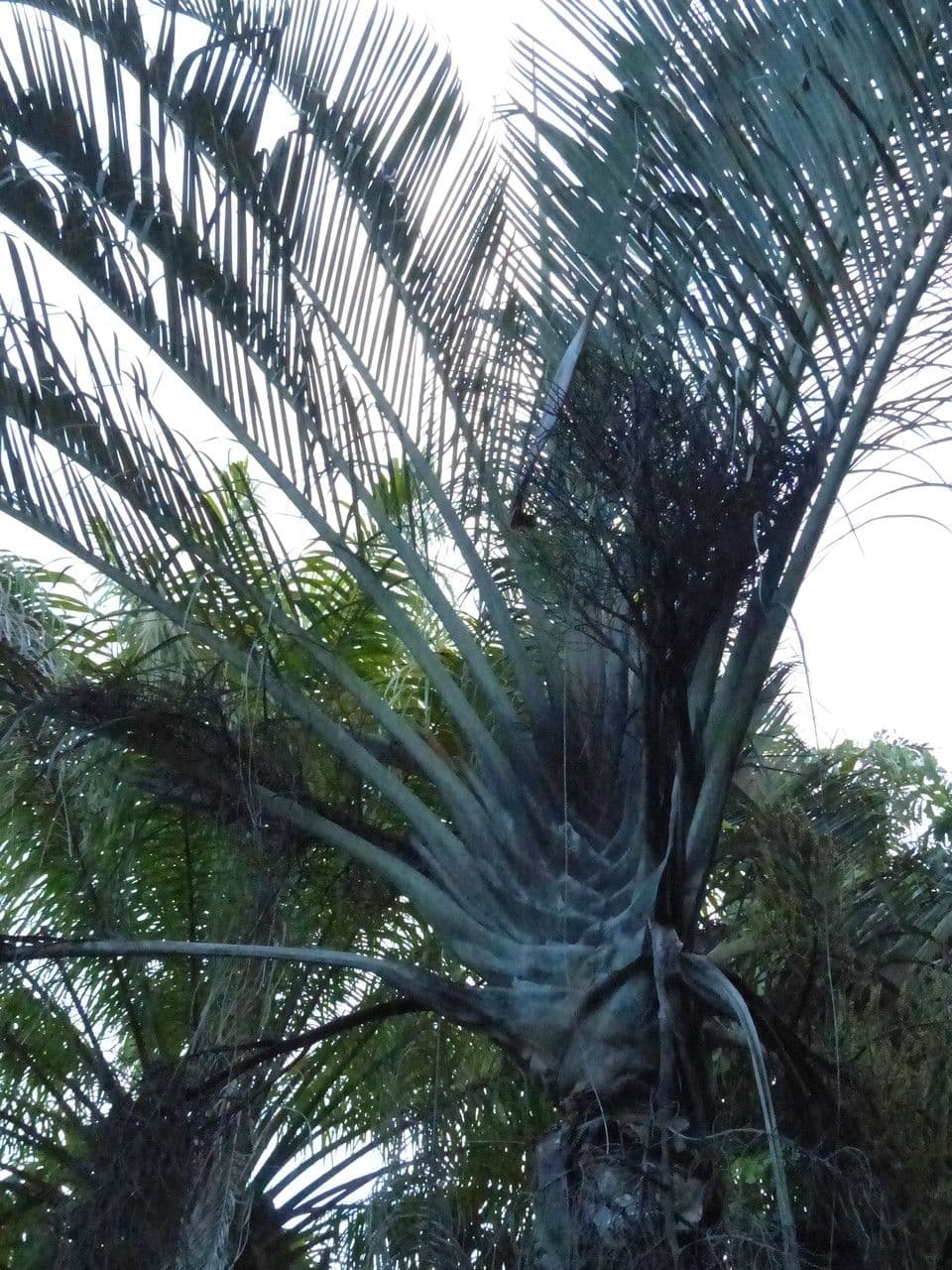 Palma triangular 26