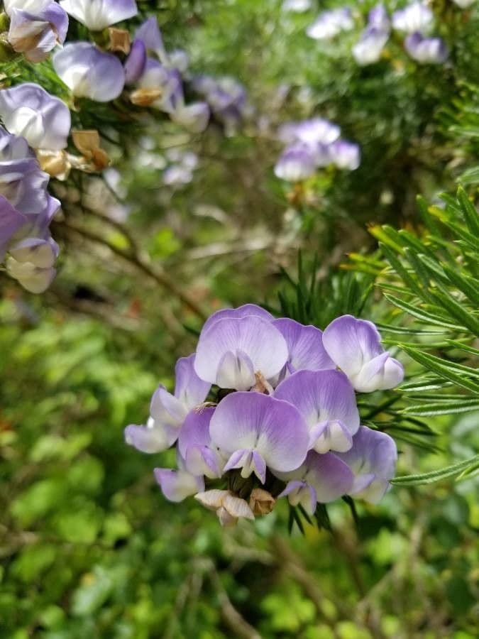 Psoralea 3