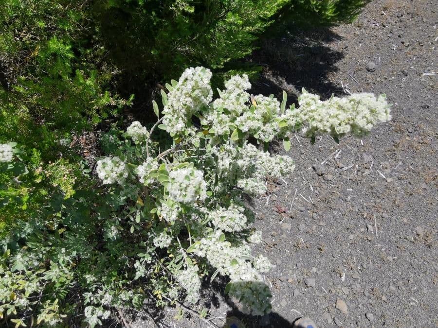 Bystropogon 3