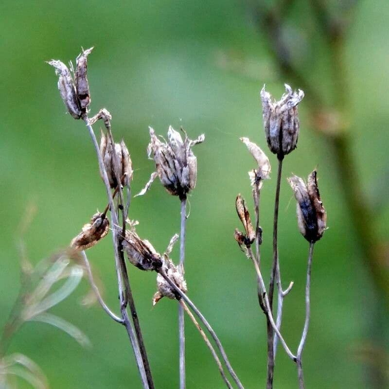 Suertia