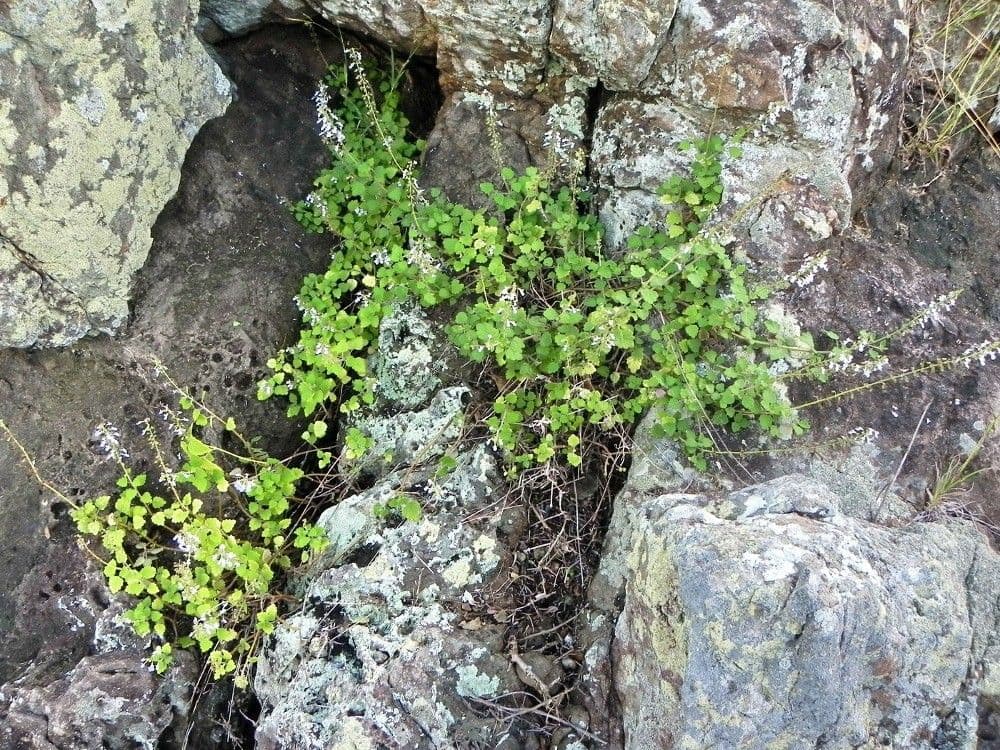 Coleus 8