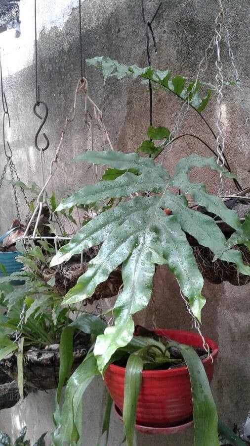 Phlebodium 4