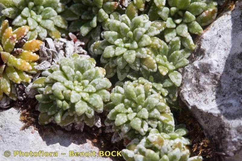 Saxifrage incrustée 6