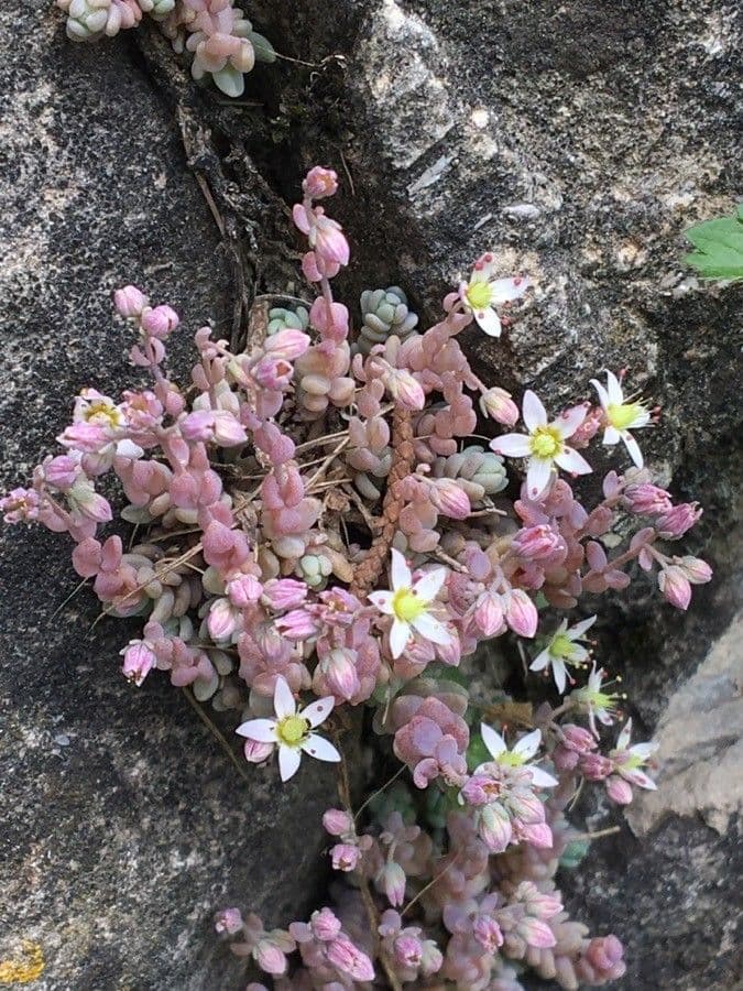 Borracina cinerea 7