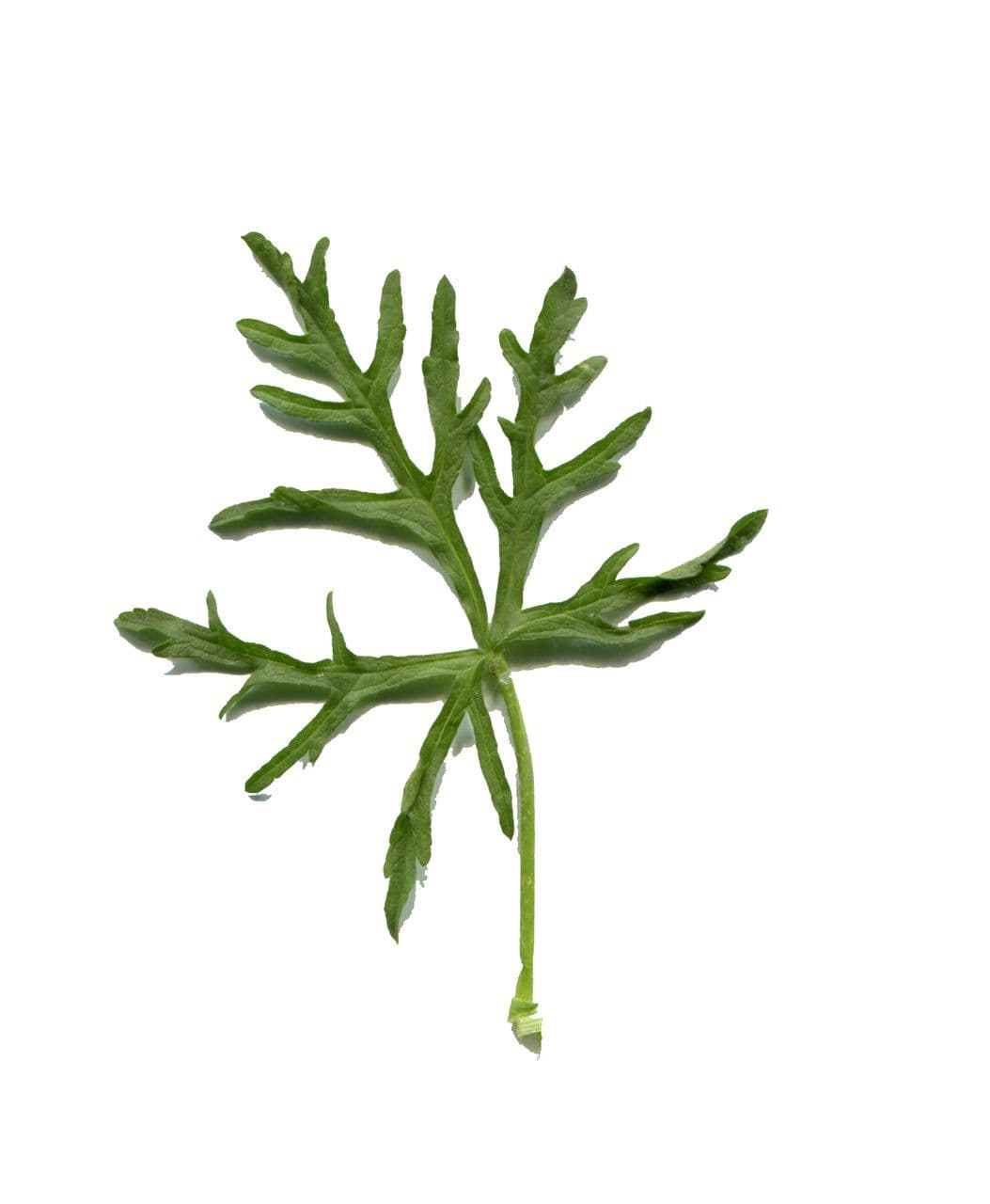 Malva moscata 30
