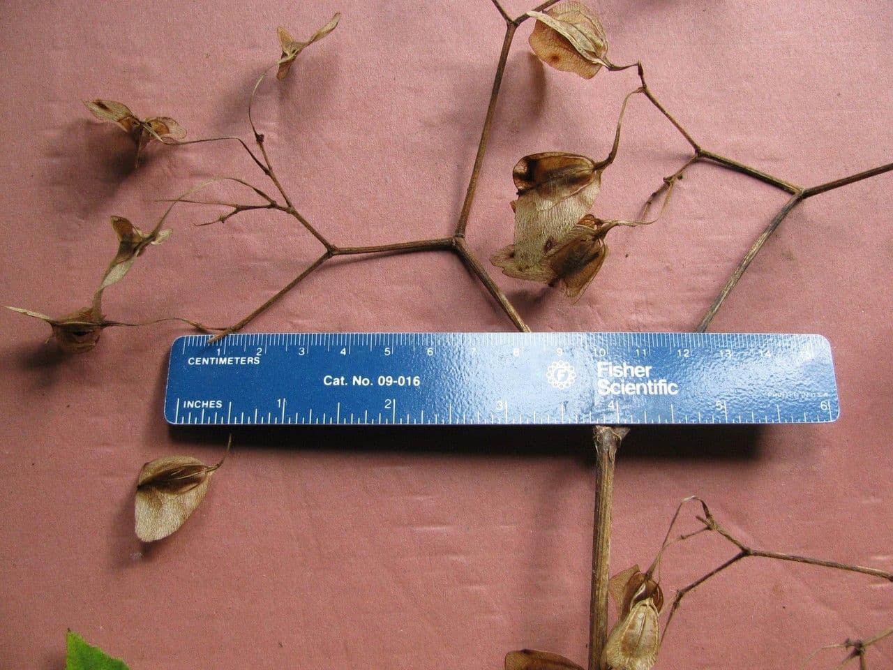 Begonia 21