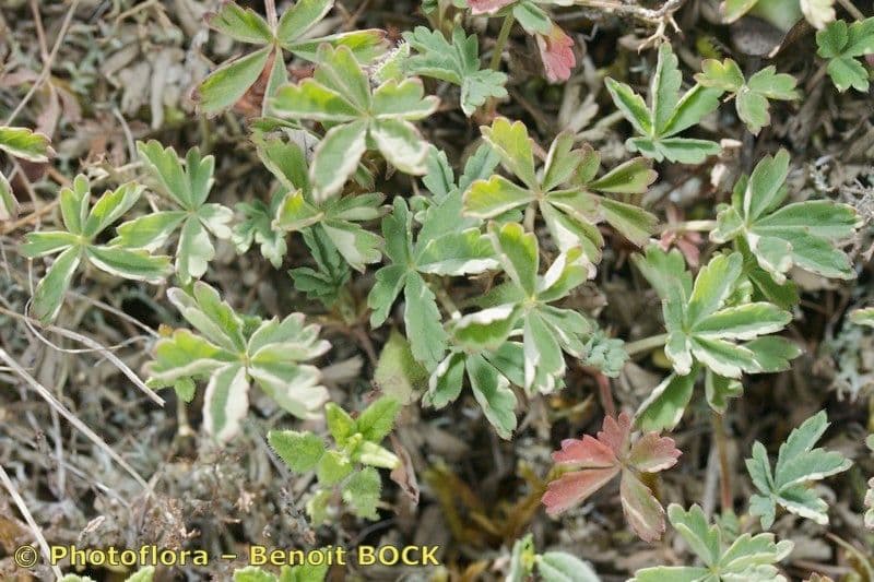 Potentilla 18