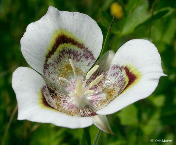 Calochortus superbo 2