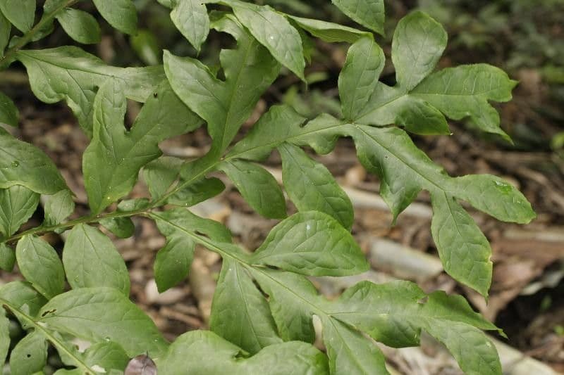 Dracontium 5