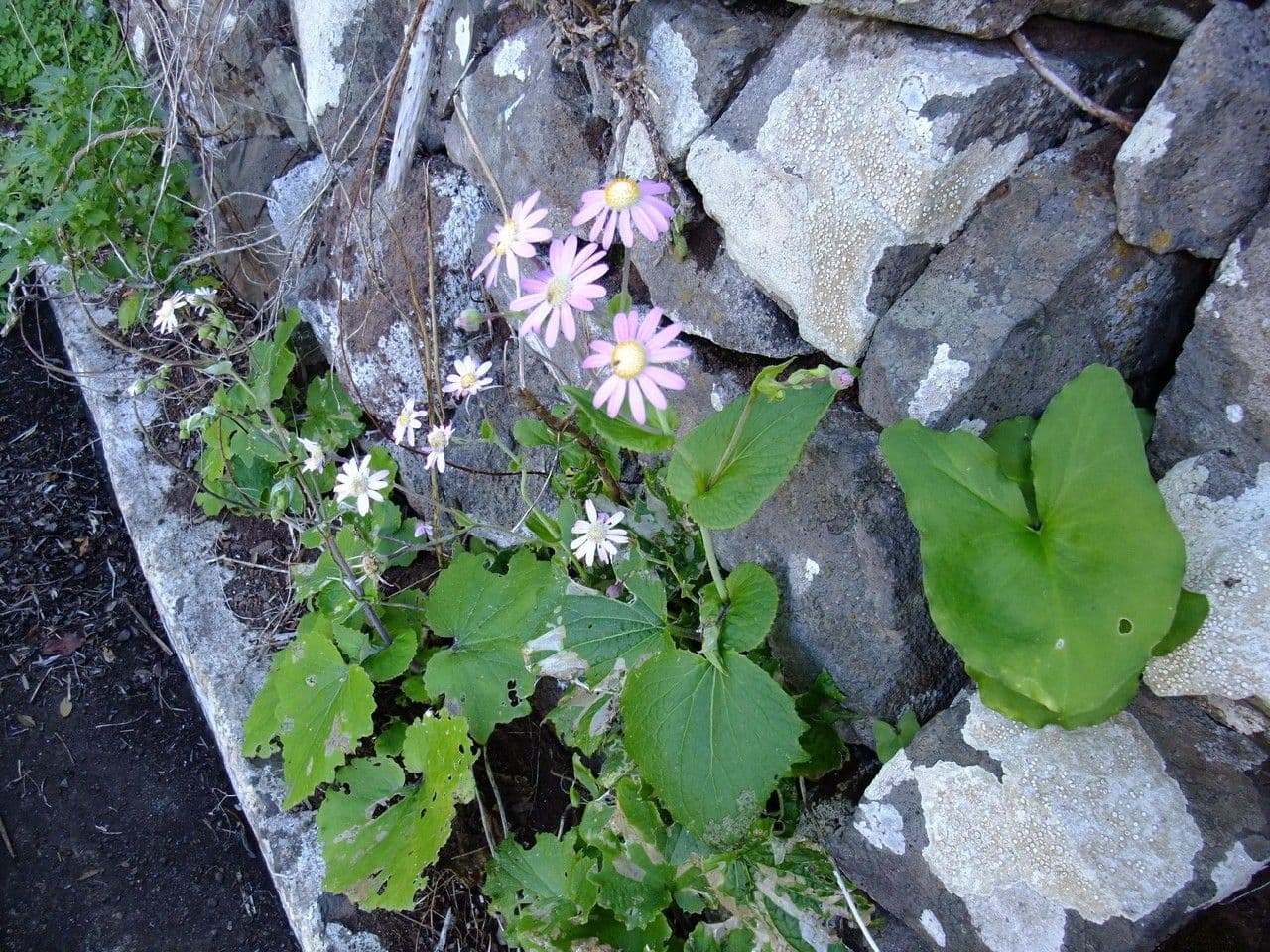 Pericallis 8