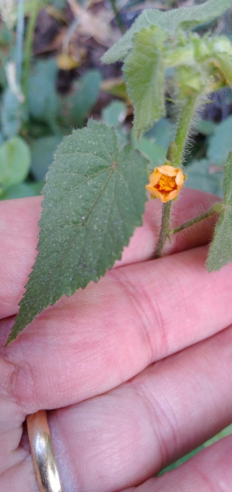 Sida urens 9