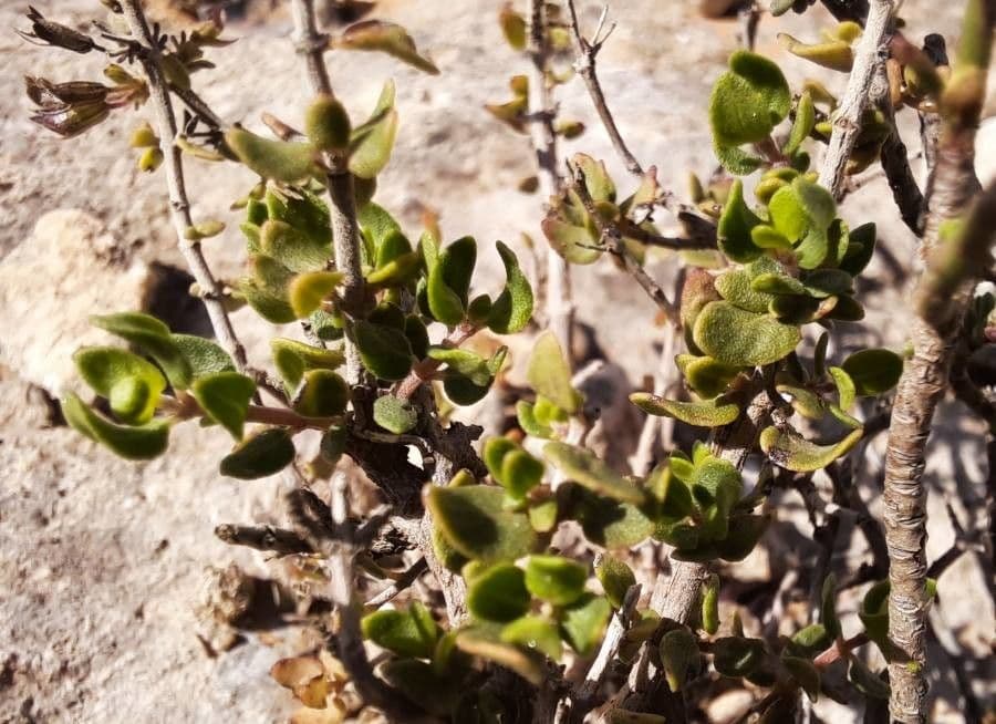 Micromeria marginata 14