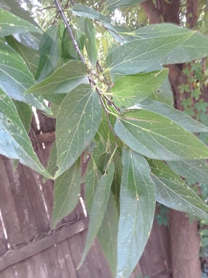 Celtis laevigata 17