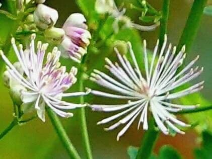 Akeleiblättrige Wiesenraute 29