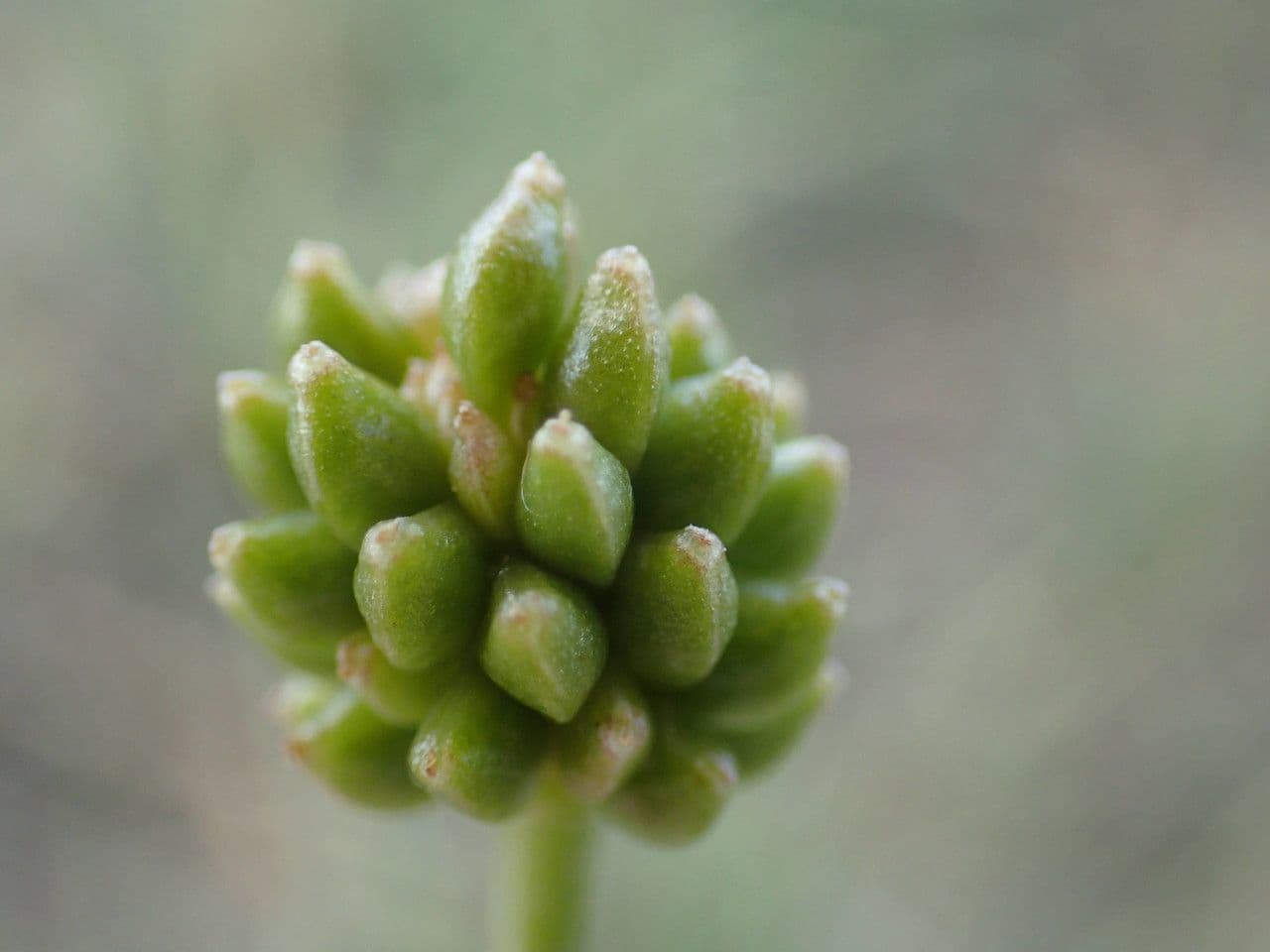 Ranunculus gramineus 5
