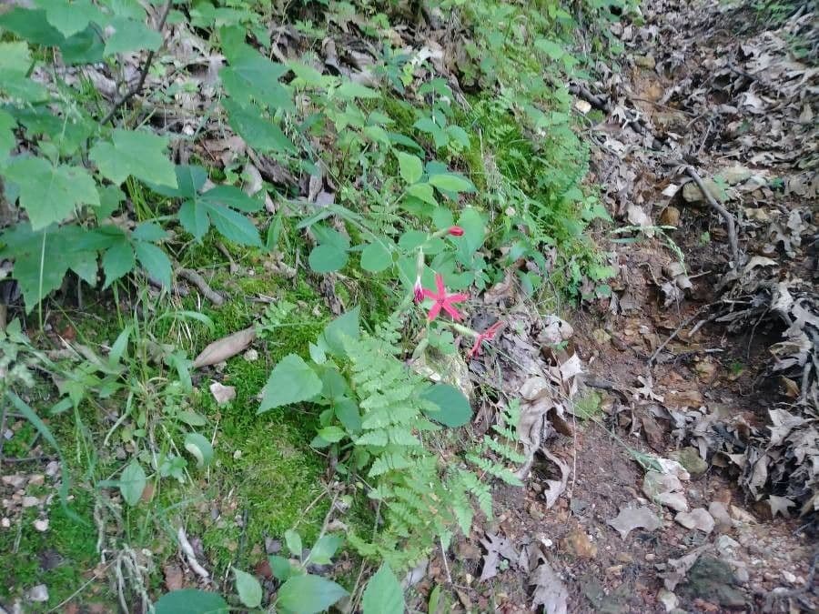 Silene virginica 10
