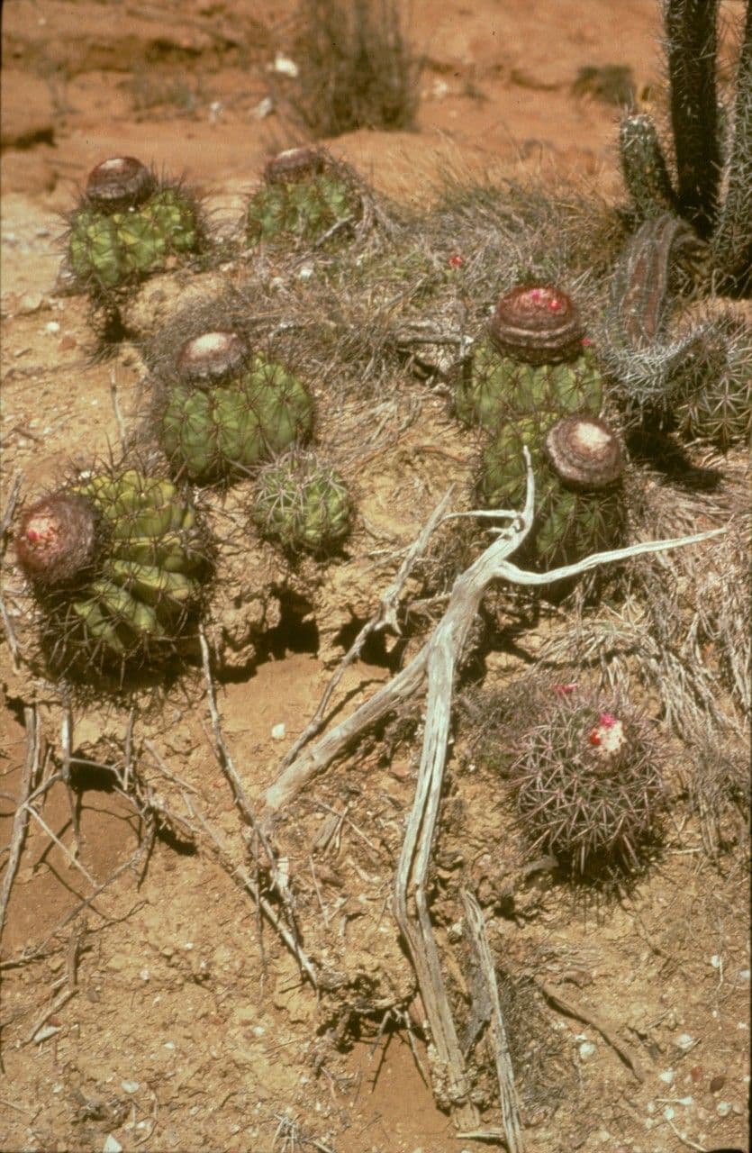 Melocactus 9