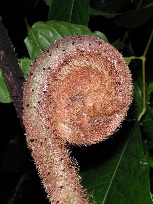 Alsophila 9